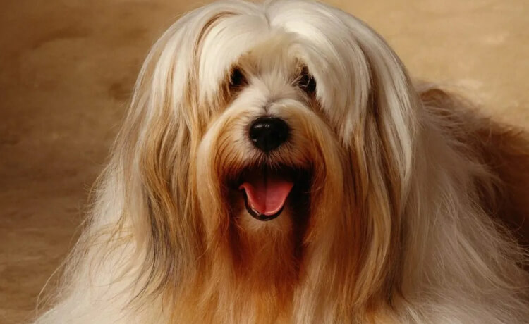  Tibetan Terrier